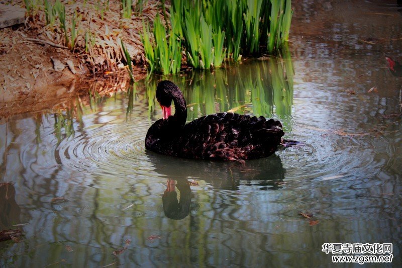 315記者攝影家王帥偉攝影作品:黑天鵝 315記者攝影家王帥偉攝影作品:黑天鵝