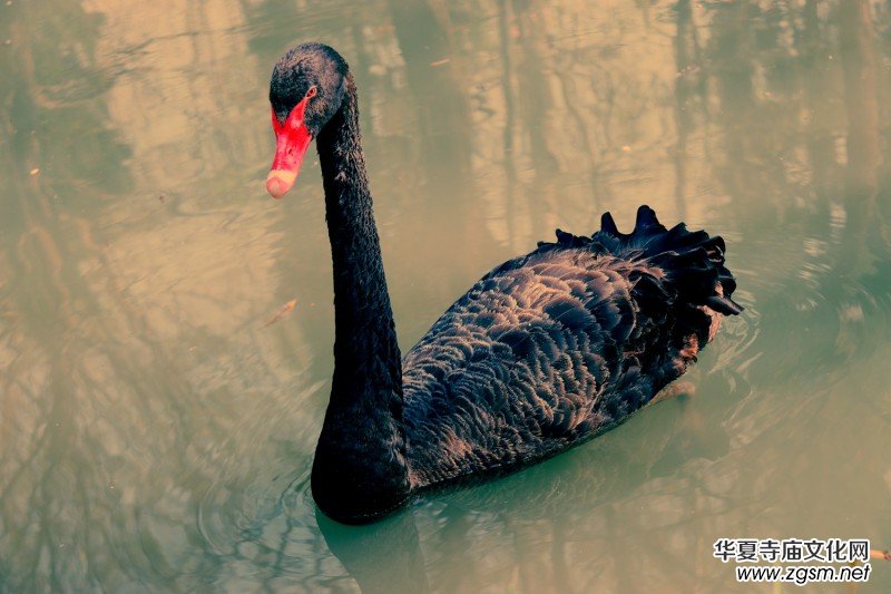 315記者攝影家王帥偉攝影作品:黑天鵝 315記者攝影家王帥偉攝影作品:黑天鵝