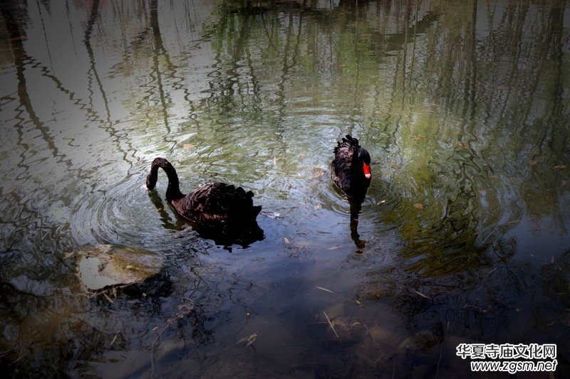 315記者攝影家王帥偉攝影作品:黑天鵝 315記者攝影家王帥偉攝影作品:黑天鵝