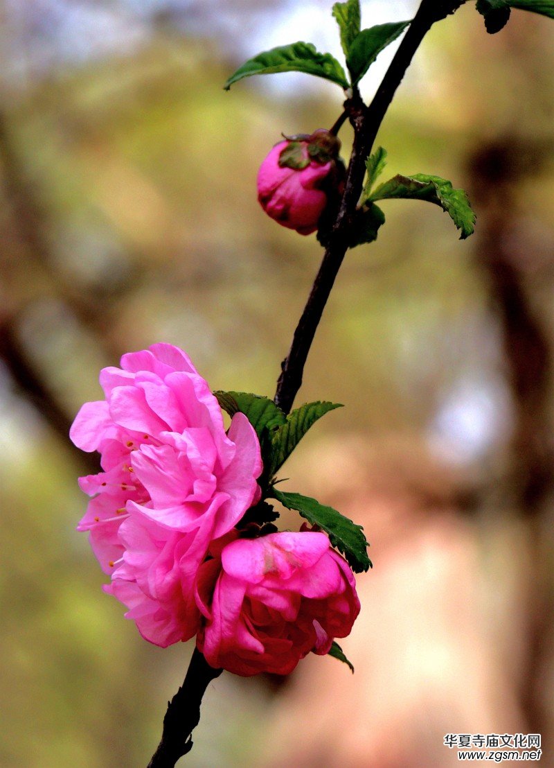 315記者攝影家王帥偉花卉攝影作品 315記者攝影家王帥偉花卉攝影作品