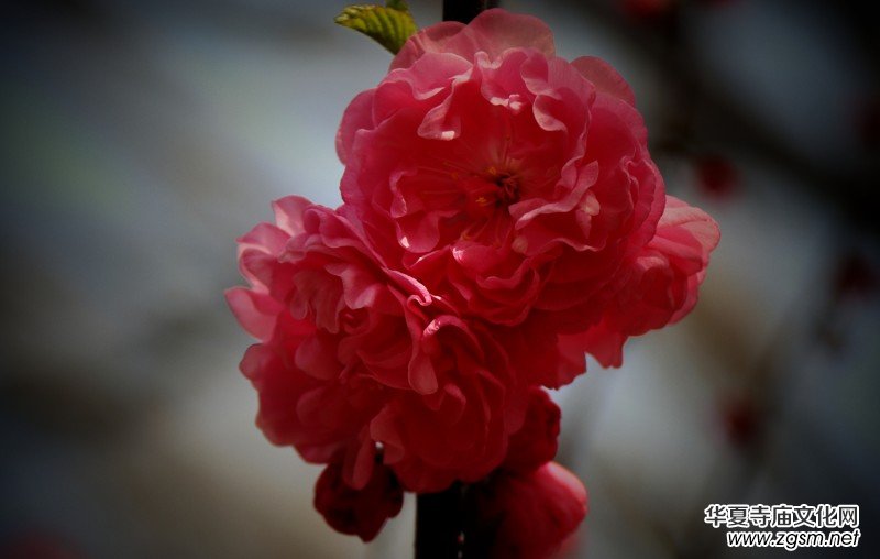 315記者攝影家王帥偉花卉攝影作品 315記者攝影家王帥偉花卉攝影作品