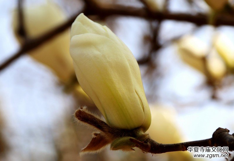 315記者攝影家王帥偉花卉攝影作品 315記者攝影家王帥偉花卉攝影作品