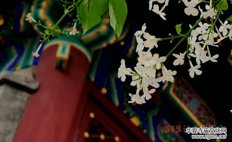 笑琰攝影:法源寺丁香白紫海棠新 笑琰攝影:法源寺丁香白紫海棠新