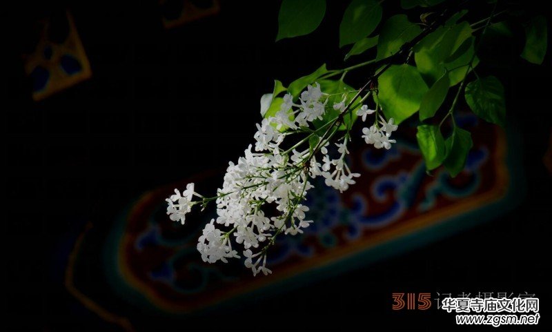 笑琰攝影:法源寺丁香白紫海棠新 笑琰攝影:法源寺丁香白紫海棠新