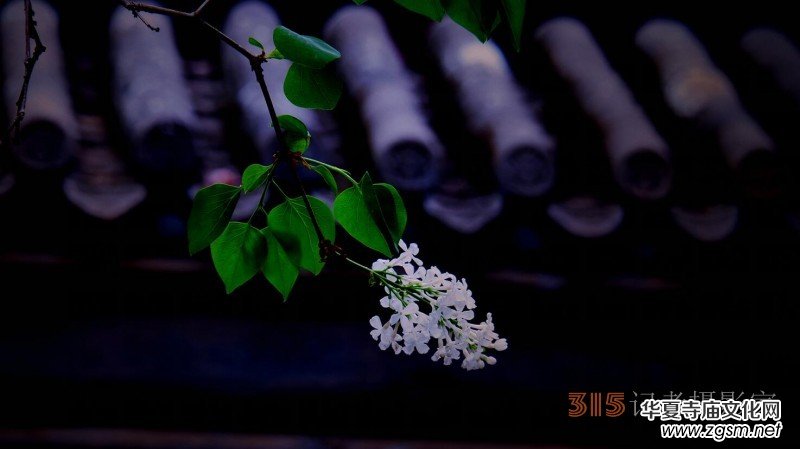 笑琰攝影:法源寺丁香白紫海棠新 笑琰攝影:法源寺丁香白紫海棠新