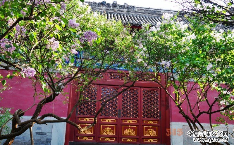 笑琰攝影:法源寺丁香白紫海棠新 笑琰攝影:法源寺丁香白紫海棠新