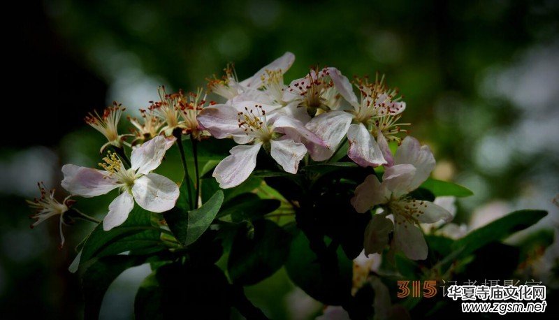 笑琰攝影:法源寺丁香白紫海棠新 笑琰攝影:法源寺丁香白紫海棠新