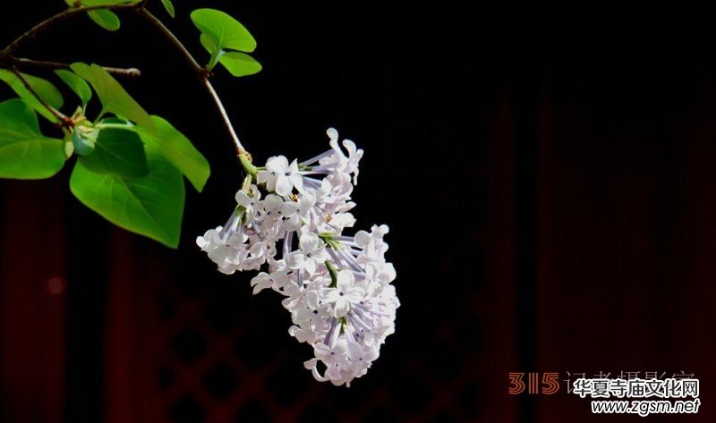 笑琰攝影:法源寺丁香白紫海棠新 笑琰攝影:法源寺丁香白紫海棠新