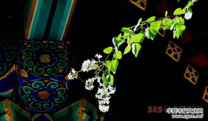 笑琰攝影:法源寺丁香白紫海棠新 笑琰攝影:法源寺丁香白紫海棠新