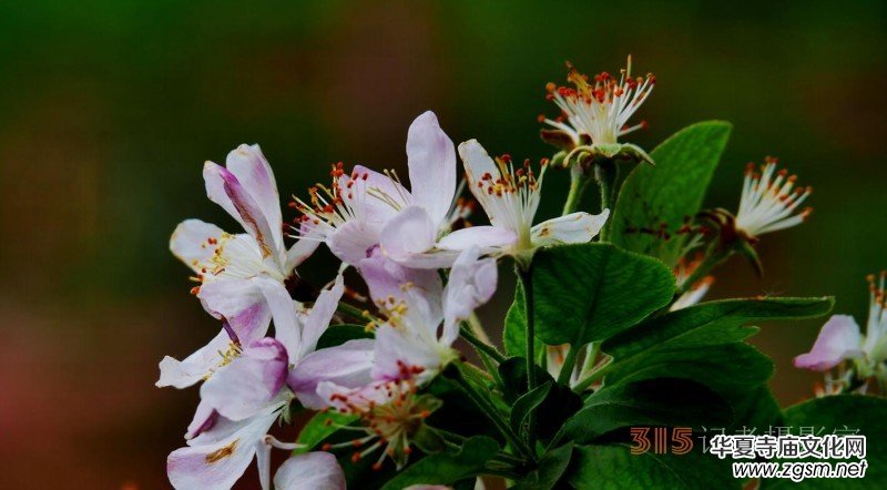 笑琰攝影:法源寺丁香白紫海棠新 笑琰攝影:法源寺丁香白紫海棠新