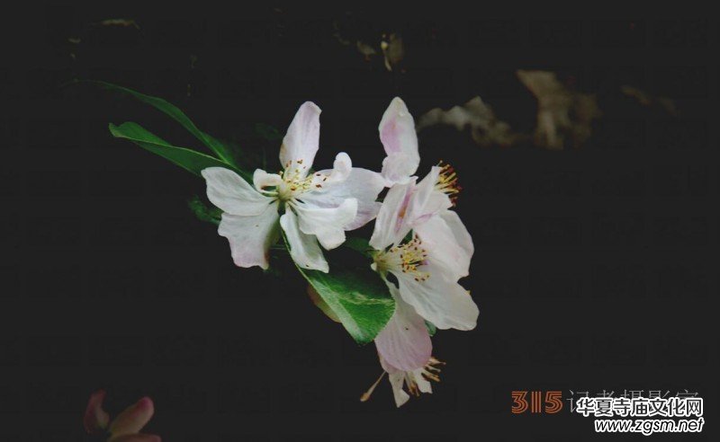 笑琰攝影:法源寺丁香白紫海棠新 笑琰攝影:法源寺丁香白紫海棠新