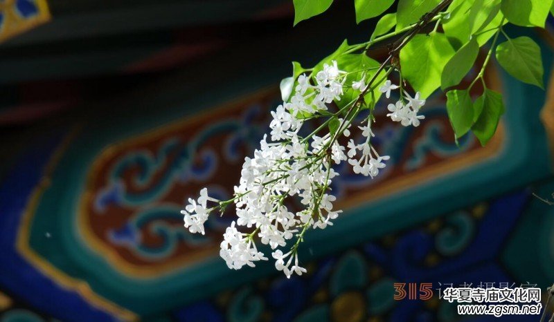 笑琰攝影:法源寺丁香白紫海棠新 笑琰攝影:法源寺丁香白紫海棠新