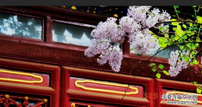 笑琰攝影:法源寺丁香白紫海棠新 笑琰攝影:法源寺丁香白紫海棠新