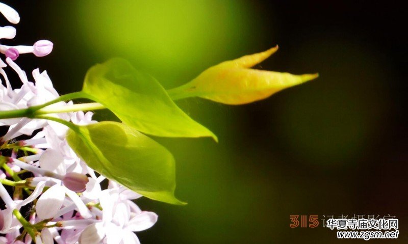 笑琰攝影:法源寺丁香白紫海棠新 笑琰攝影:法源寺丁香白紫海棠新