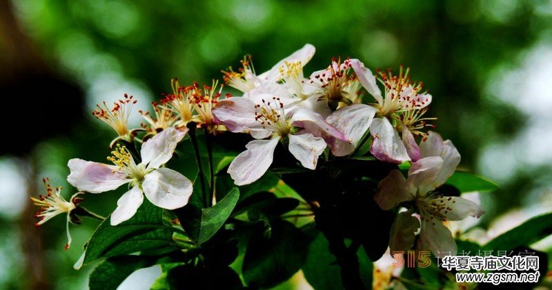 笑琰攝影:法源寺丁香白紫海棠新 笑琰攝影:法源寺丁香白紫海棠新