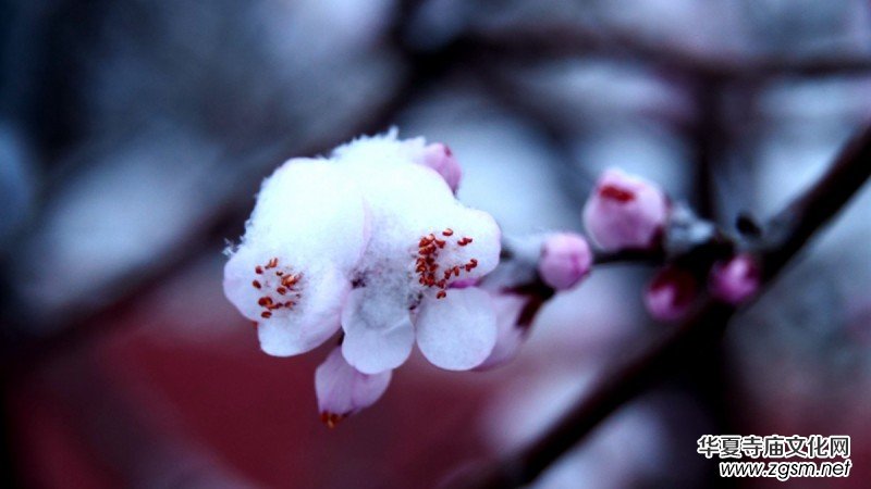 Ԋ(sh��)���zӰ������ѩ��Ԋ(sh��)