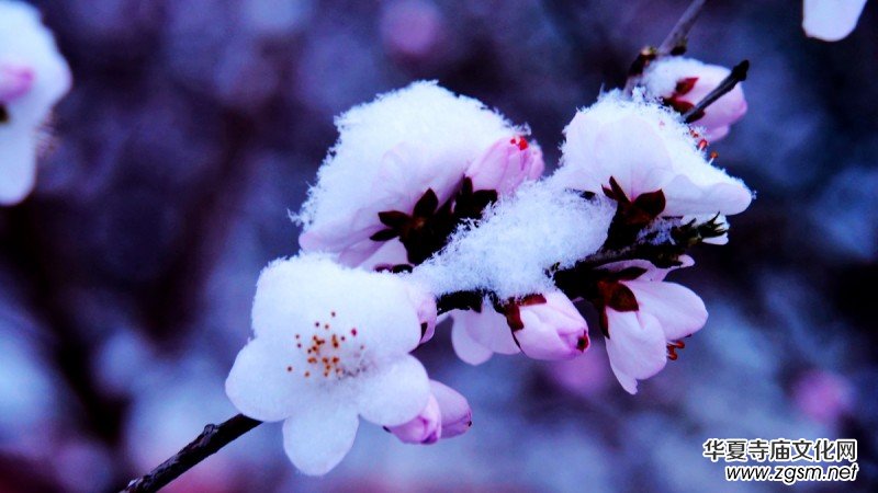 Ԋ(sh��)���zӰ������ѩ��Ԋ(sh��)