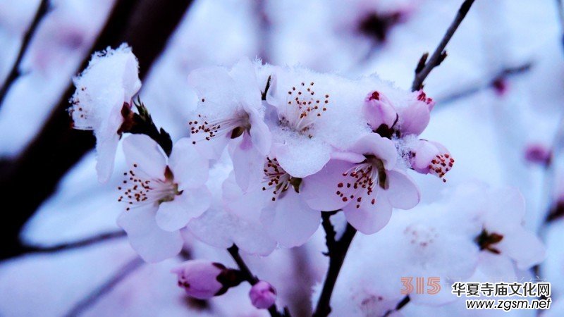 Ԋ(sh��)���zӰ������ѩ��Ԋ(sh��)