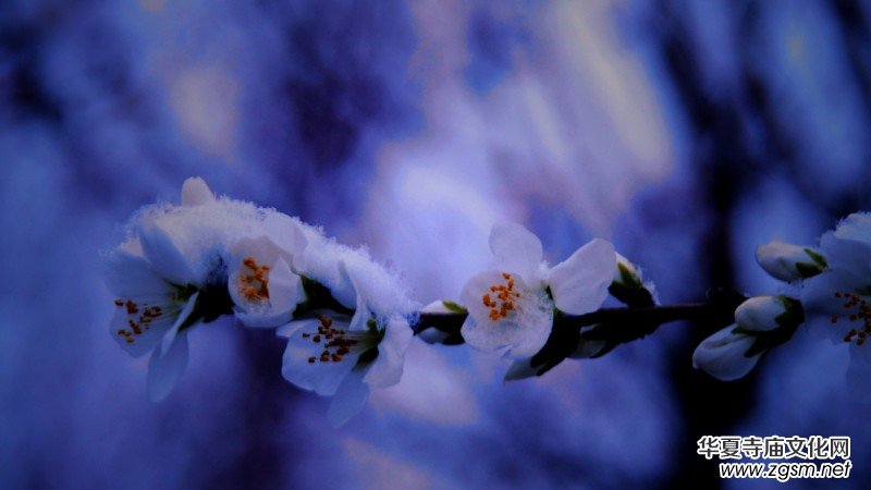 Ԋ(sh��)���zӰ������ѩ��Ԋ(sh��)