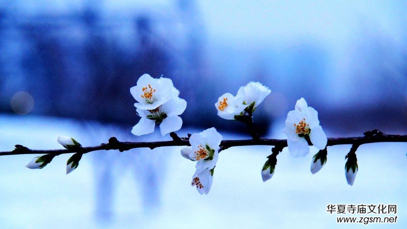 Ԋ(sh��)���zӰ������ѩ��Ԋ(sh��)